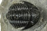 Detailed Gerastos Trilobite Fossil - Morocco #347360-3